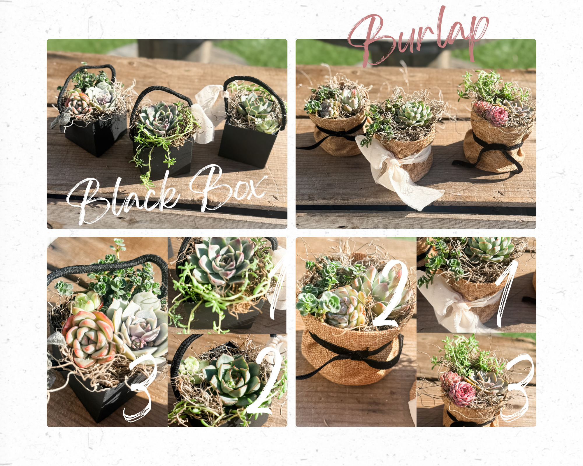 🌿 Studio 48 Market Succulents Perfect Gift Size