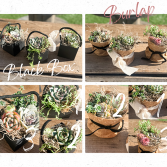 🌿 Studio 48 Market Succulents Perfect Gift Size