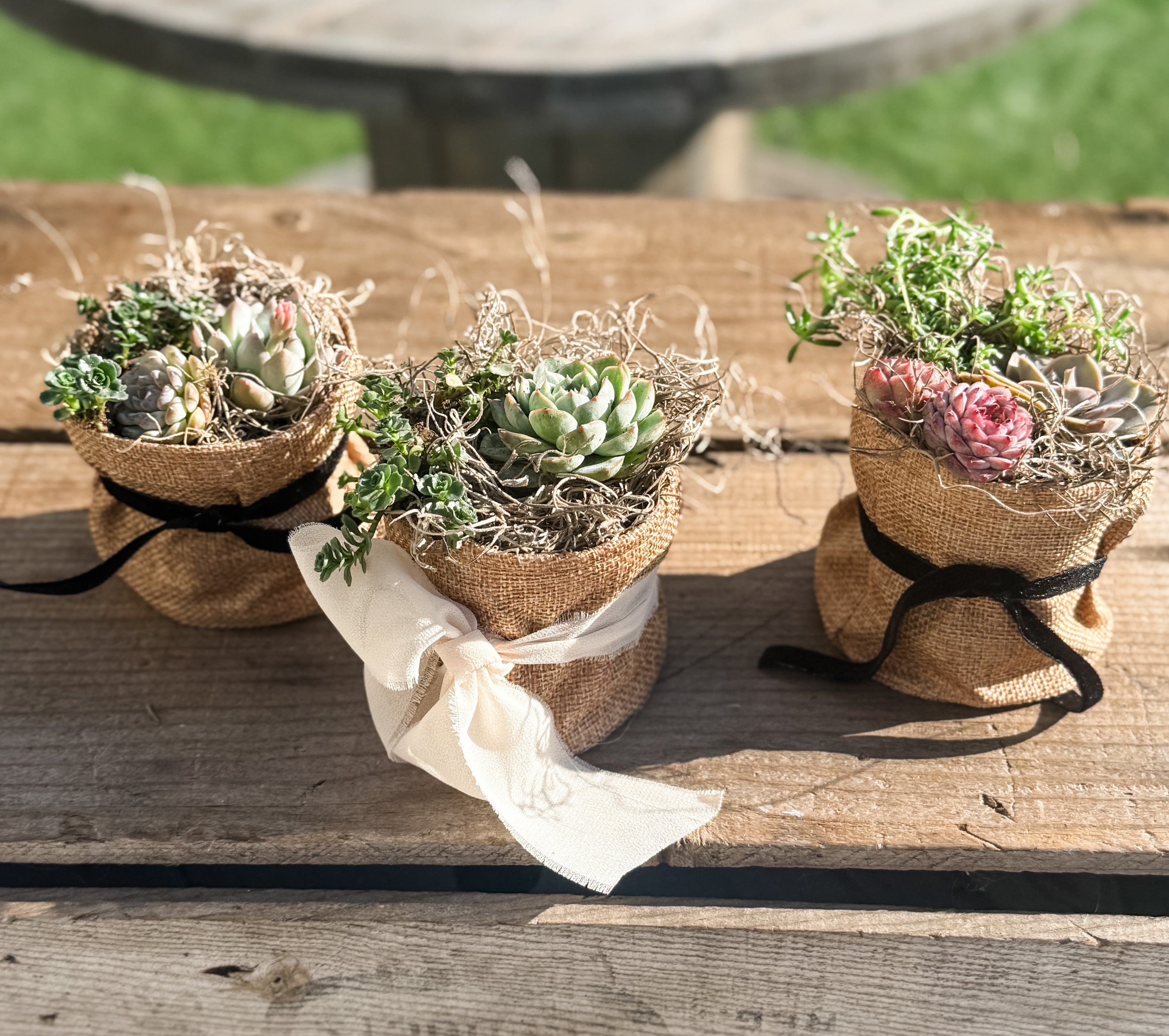 🌿 Studio 48 Market Succulents Perfect Gift Size