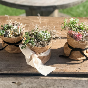 🌿 Studio 48 Market Succulents Perfect Gift Size