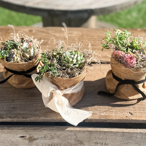 🌿 Studio 48 Market Succulents Perfect Gift Size