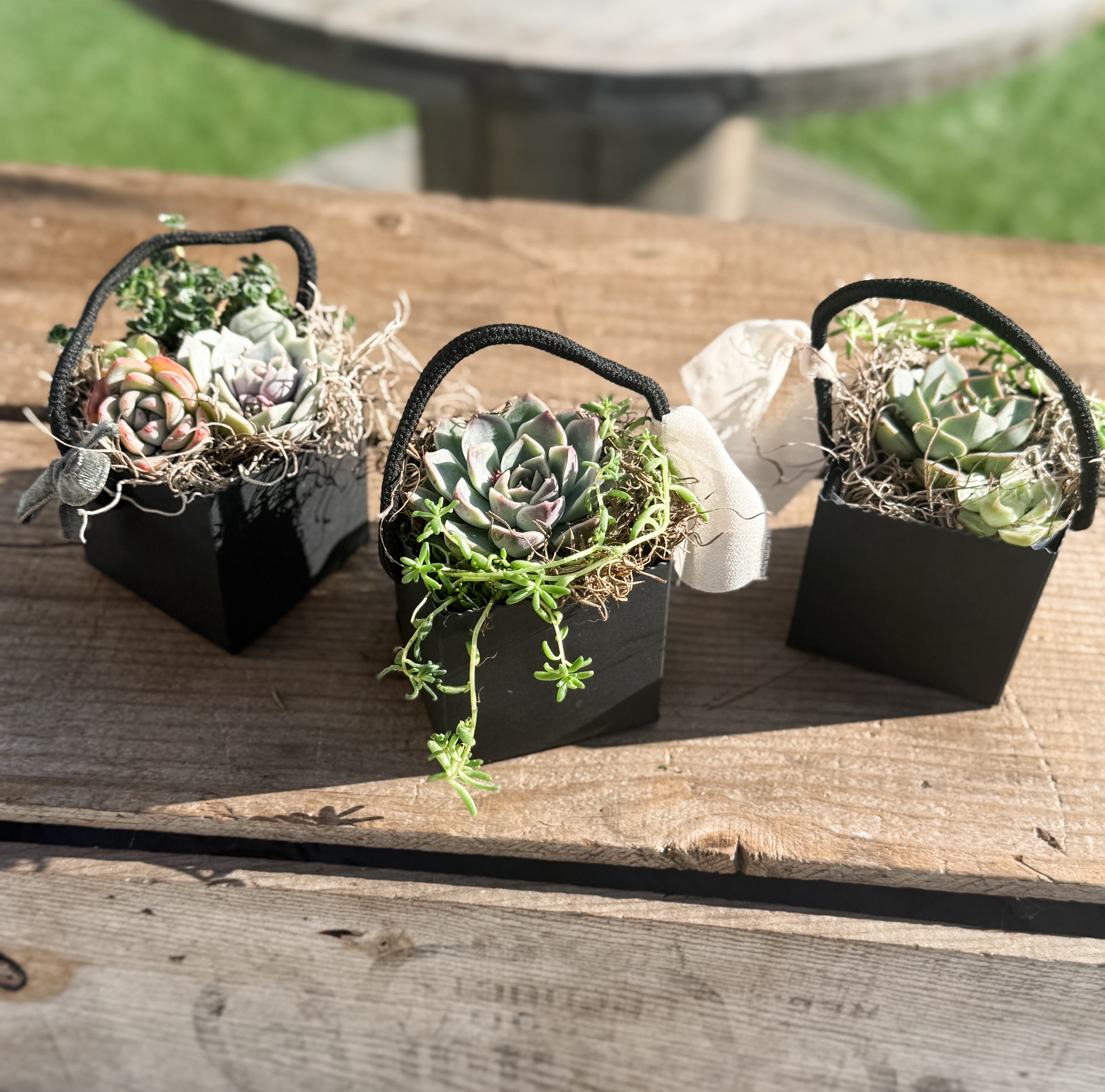 🌿 Studio 48 Market Succulents Perfect Gift Size