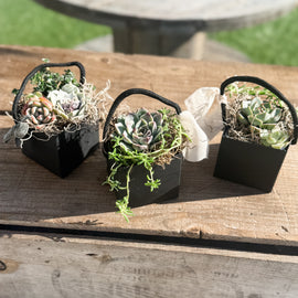 🌿 Studio 48 Market Succulents Perfect Gift Size