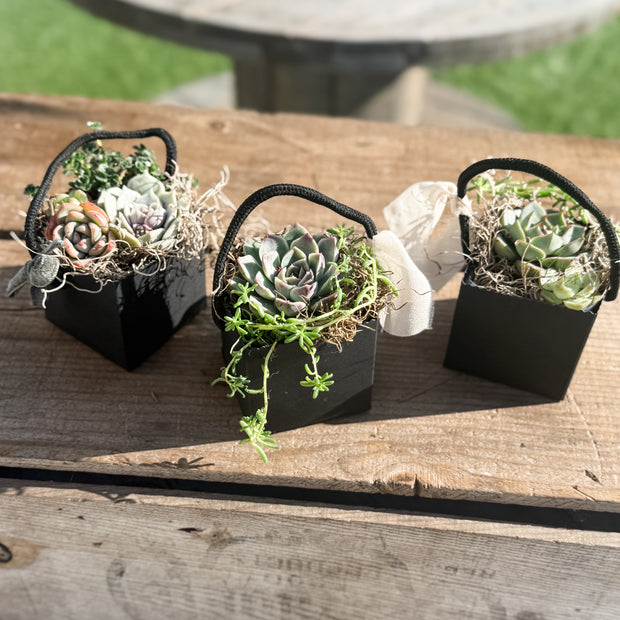🌿 Studio 48 Market Succulents Perfect Gift Size