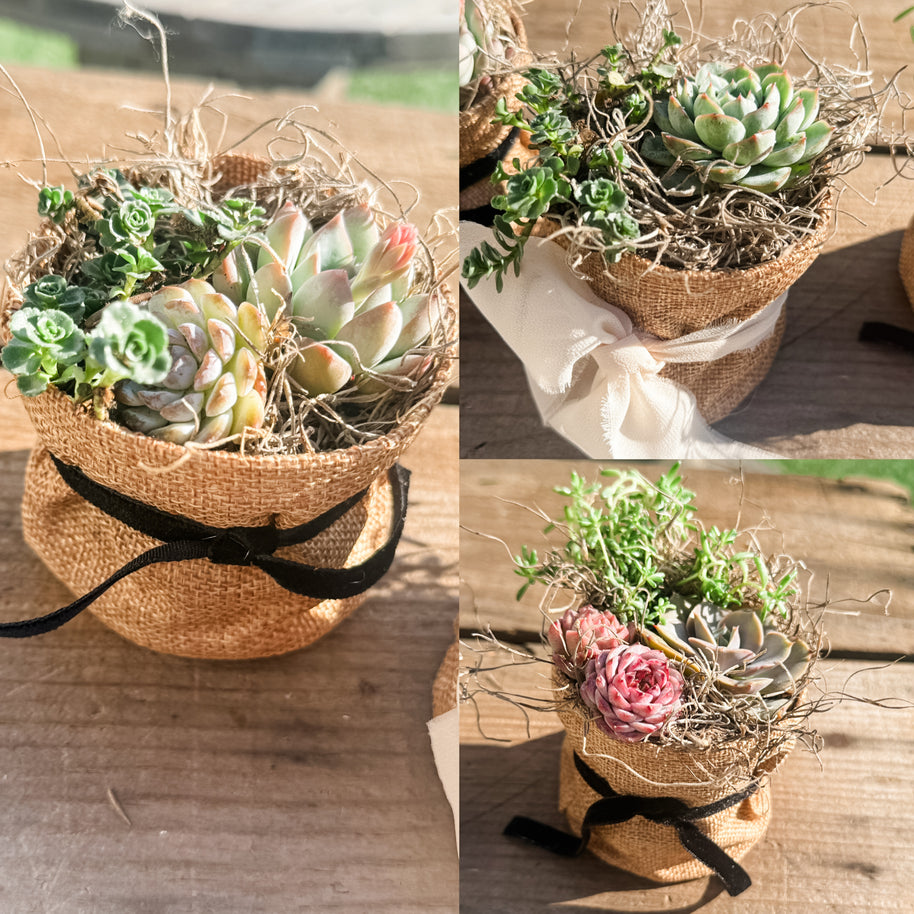 🌿 Studio 48 Market Succulents Perfect Gift Size