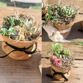 🌿 Studio 48 Market Succulents Perfect Gift Size