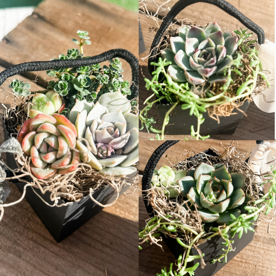 🌿 Studio 48 Market Succulents Perfect Gift Size