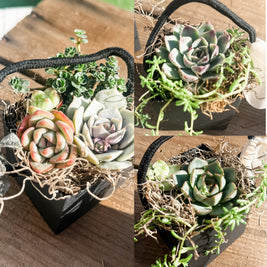 🌿 Studio 48 Market Succulents Perfect Gift Size