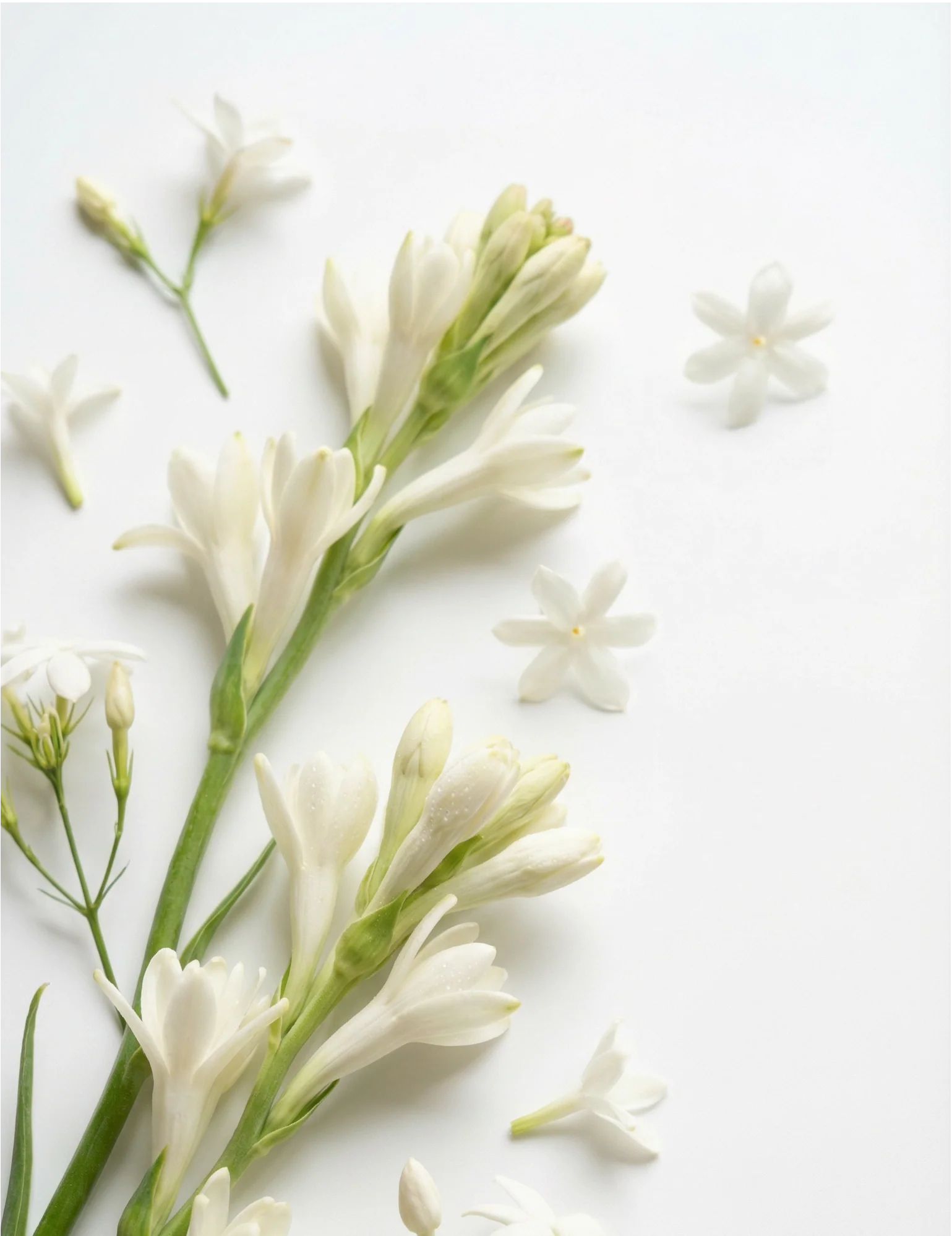 Herb & Root Moonflower Perfume Oil