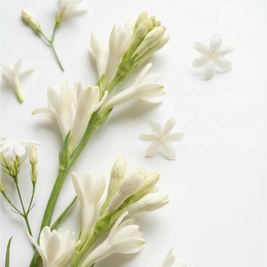 Herb & Root Moonflower Perfume Oil